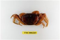 藏品(紫地蟹)的圖片